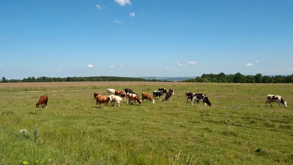 Cows on green meadow — Stock Photo, Image