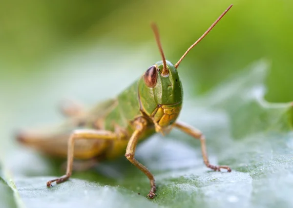 잎에 메뚜기 — 스톡 사진
