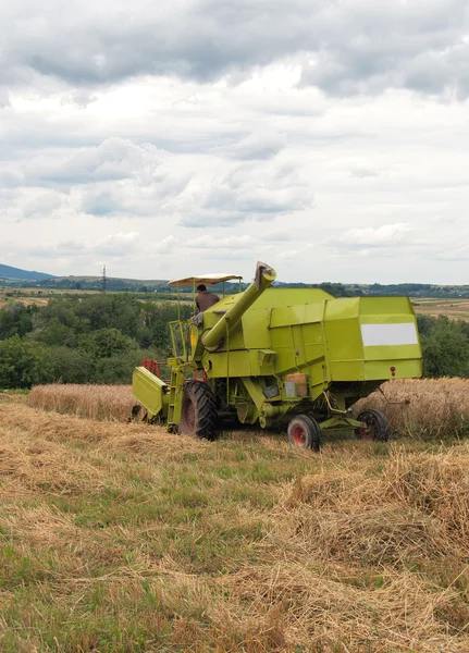Green combine harvesting — Stock Photo, Image