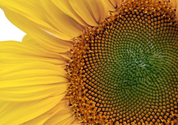 Teil Sonnenblume — Stockfoto