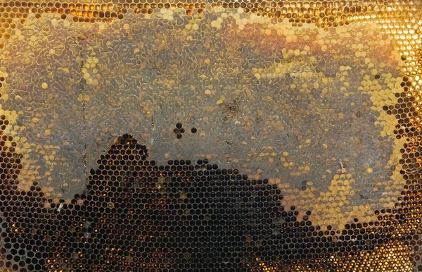 Bee honingraten — Stockfoto