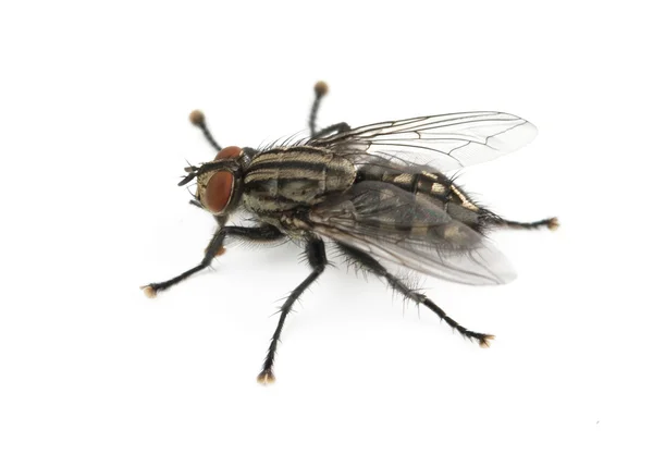 Fly is isolated — Stock Photo, Image