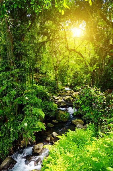 Stream in the tropical forest.