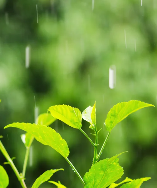 Yağmur yağar — Stok fotoğraf