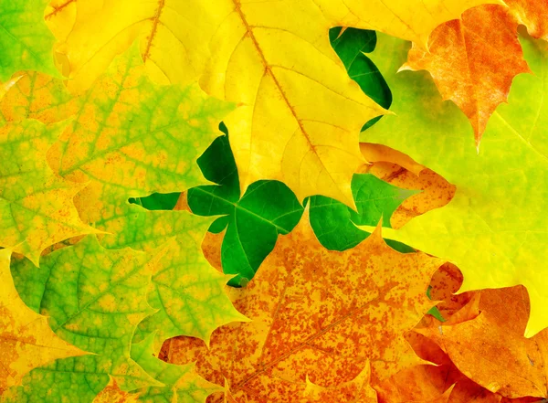 Кленове листя — стокове фото