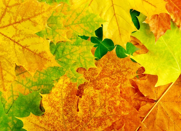 Кленове листя — стокове фото