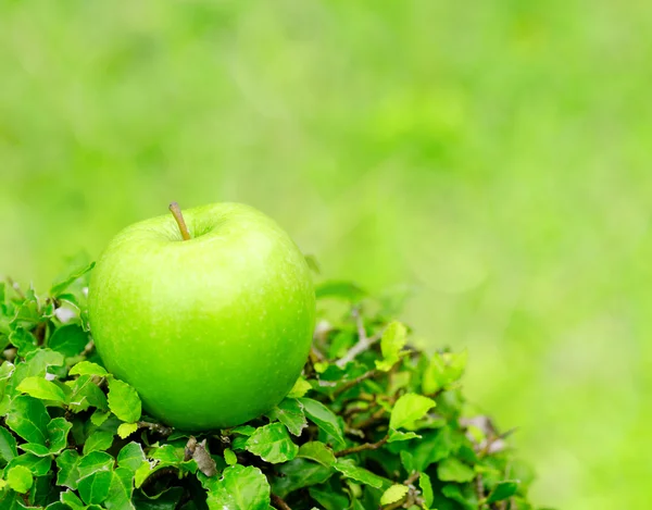 แอปเปิ้ล — ภาพถ่ายสต็อก