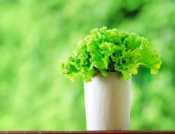 Lettuce — Stock Photo, Image