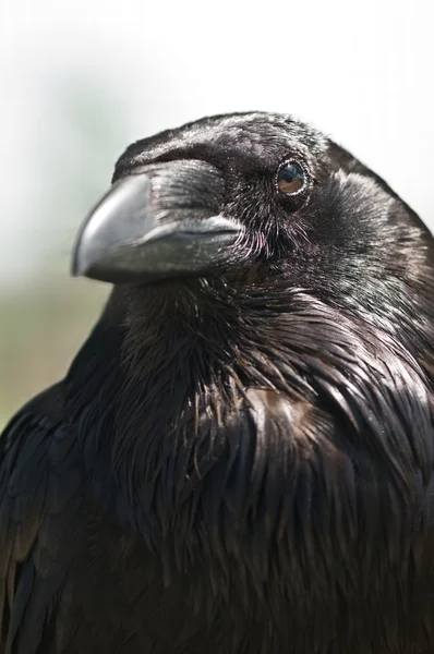 Corvo-negro — Fotografia de Stock