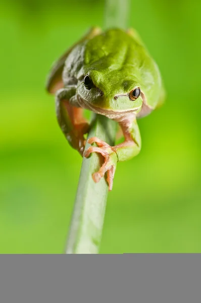 Greenfrog — ストック写真