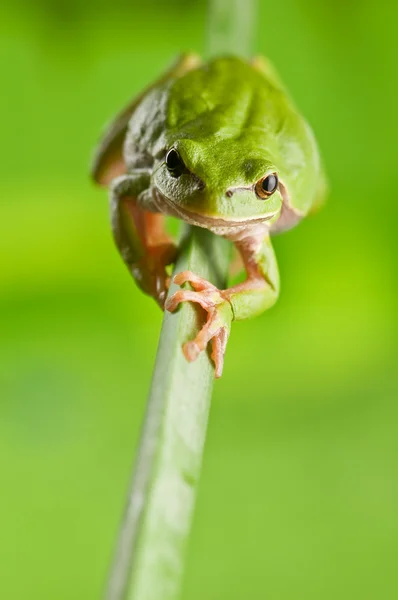 Treefrog — стоковое фото