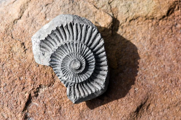 화석 — 스톡 사진