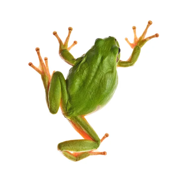 Treefrog — Stock fotografie