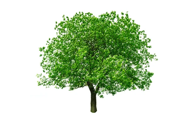 Drzewo — Zdjęcie stockowe