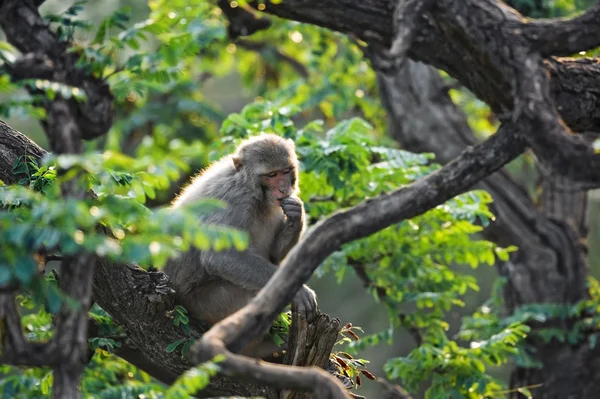 Macaque — Photo