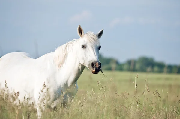 stock image Horse