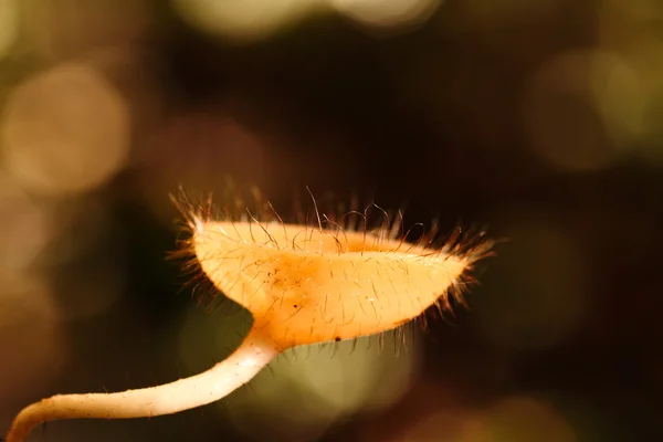 Gobelet champignon — Photo