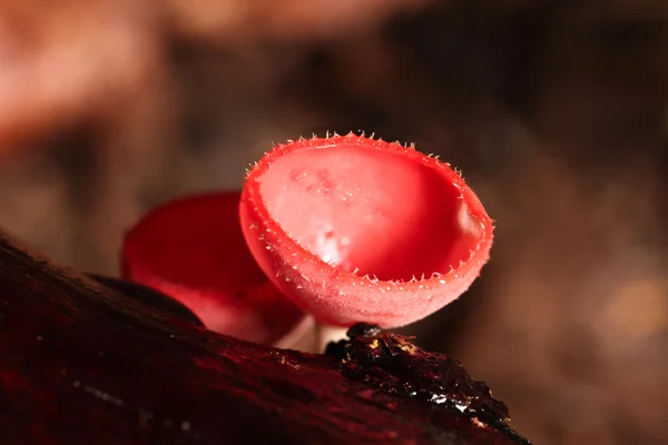 Goblet mushroom — Stock Photo, Image
