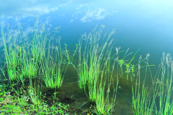 stock image Grass in water