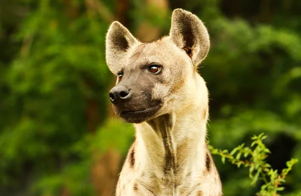 Hyena gros plan — Photo