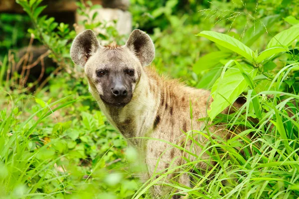 Closeup de hiena — Fotografia de Stock