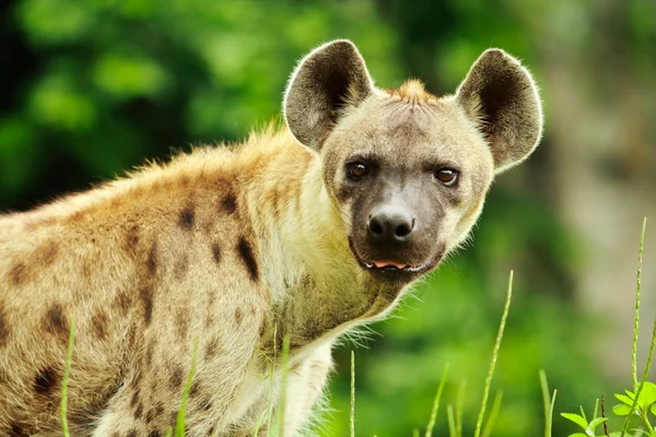 Closeup de hiena — Fotografia de Stock