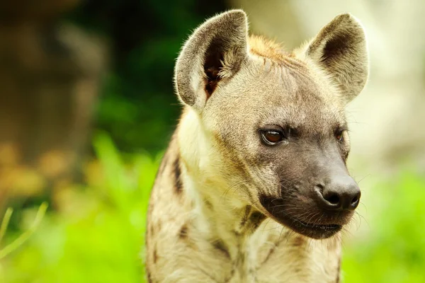 Hyena's close-up — Stockfoto