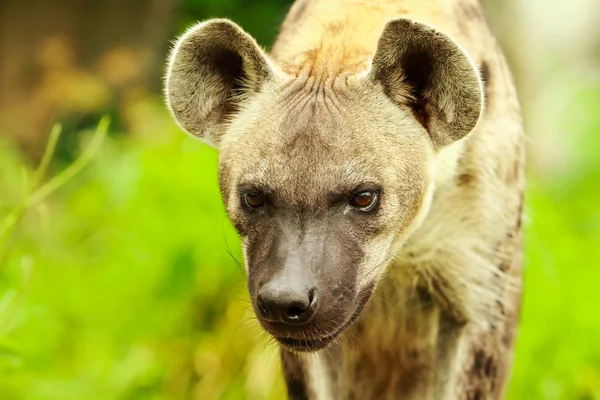 Hyena closeup — Stock fotografie