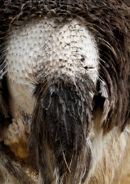 Piel de avestruz —  Fotos de Stock