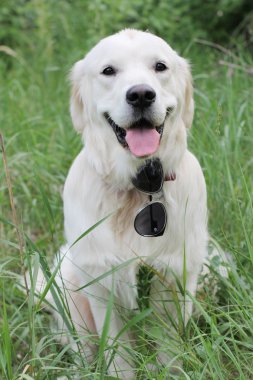 Golden Retriever çimenlerde oturuyor.