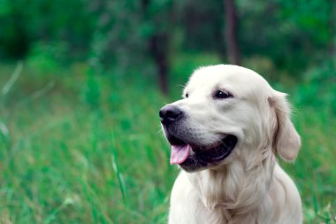 Golden Retriever çimenlerde oturuyor.