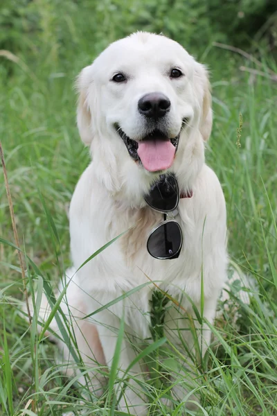 Golden Retriever sitting in the grass — Stock Photo, Image