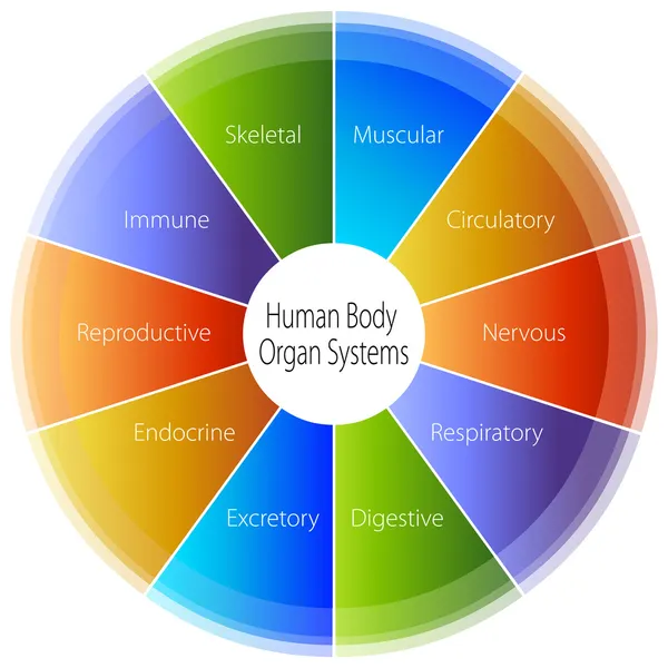 Organizm ludzki narząd systemy wykresu — Wektor stockowy