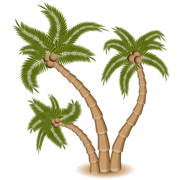 Three Palm Tree Group — Stock Vector