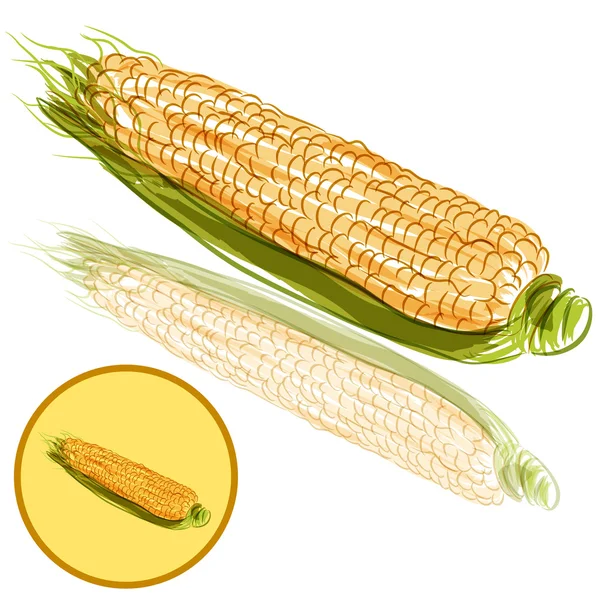 Oreille de maïs — Image vectorielle