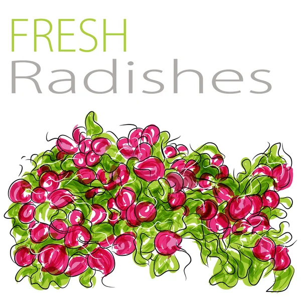 Fresh Radishes — Stock Vector