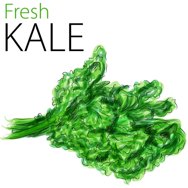Fresh Kale — Stock Vector