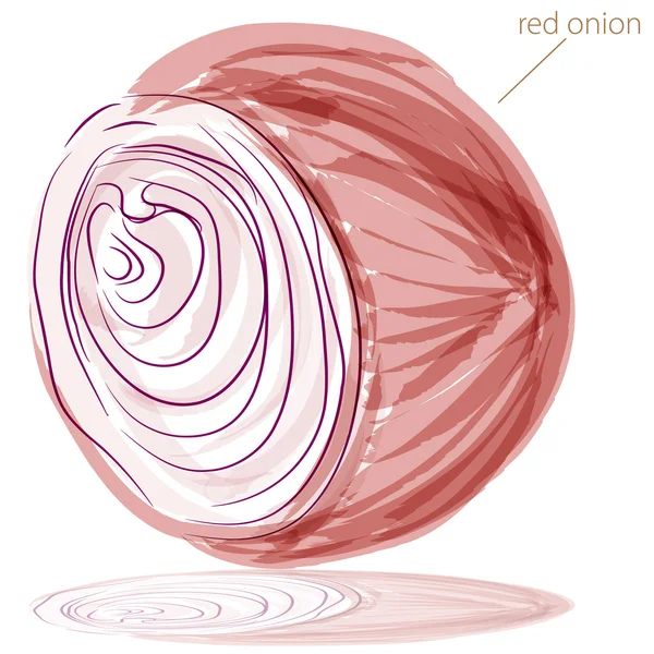 Red Onion — Stock Vector