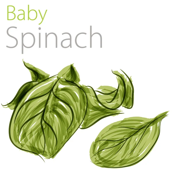 Baby spinazie — Stockvector