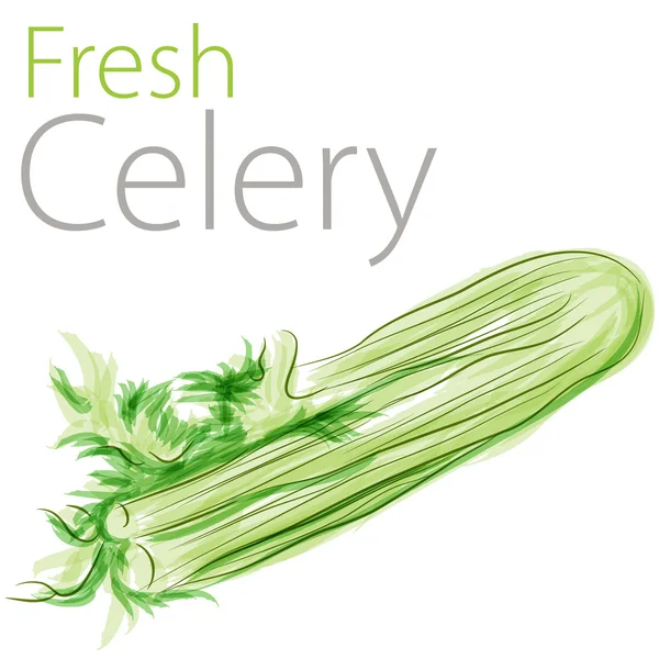 Čerstvý celer — Stockový vektor