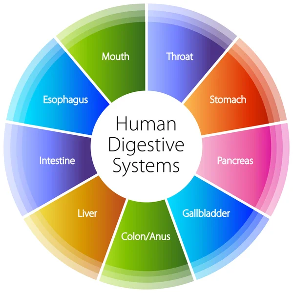 Sistemas digestivos humanos —  Vetores de Stock