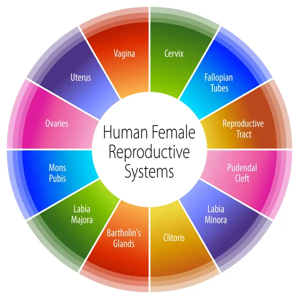 Gráfico de sistemas reprodutivos femininos humanos — Vetor de Stock