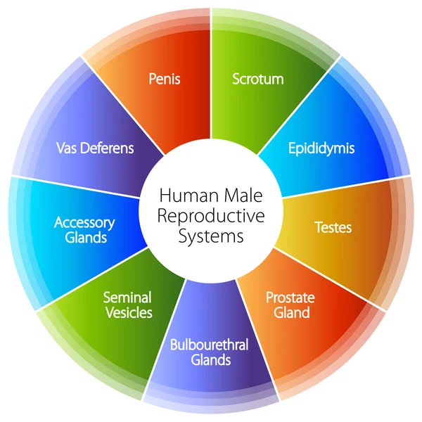 Emberi férfi reproduktív rendszer diagram — Stock Vector