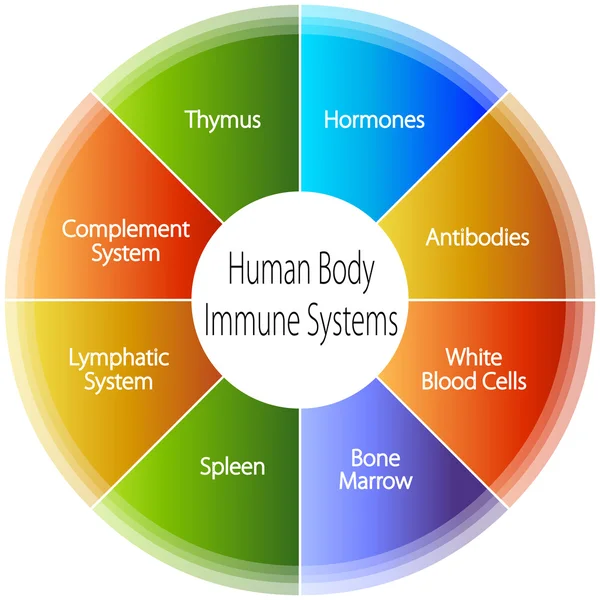 Gráfico de Sistemas Inmunes del Cuerpo Humano — Vector de stock