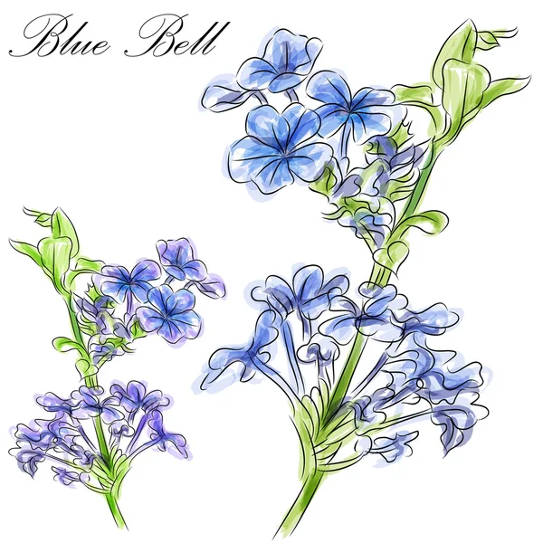 Blue bell bloem — Stockvector