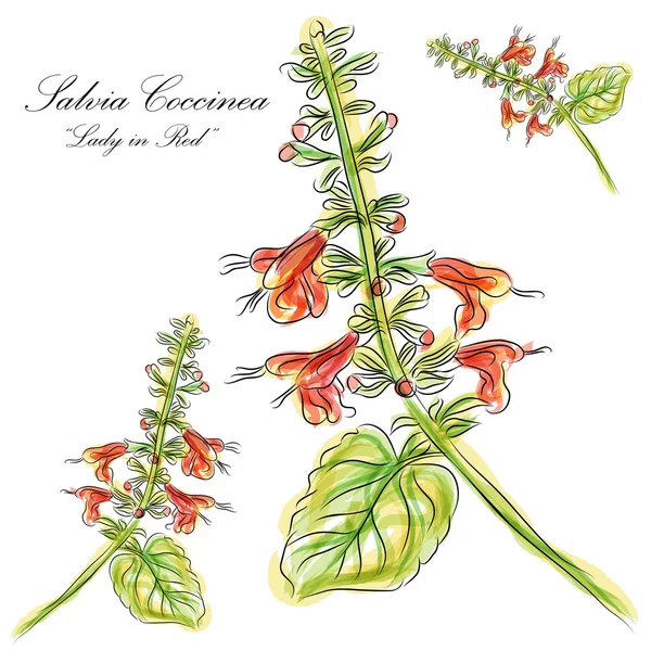 Salvia Coccinea Dama de rojo — Vector de stock