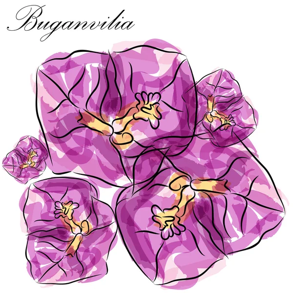 Buganvilia — стоковий вектор