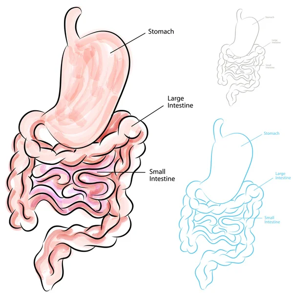 Sistema digestivo humano —  Vetores de Stock