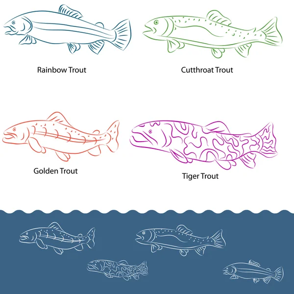 Types of Trout — Stock Vector