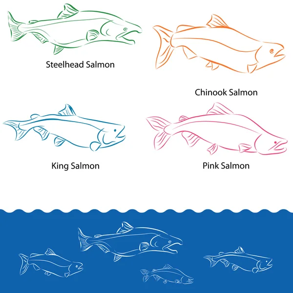 Types of Salmon — Stock Vector